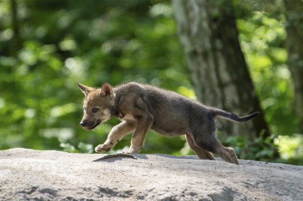 A single wolf pup walks along a path in the forest, surrounded by green foliage, European grey gray wolf (Canis lupus), Germany, Europe