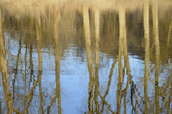 Reflection of deciduous trees on the water surface, North Rhine-Westphalia, Germany, Europe