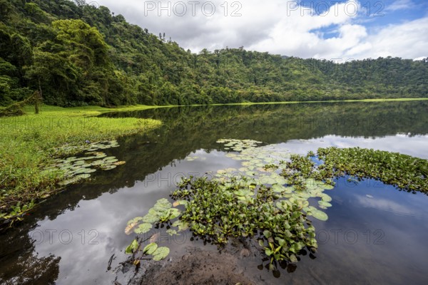 Reflection, water lilies and floating plants in the volcanic crater lake Laguna de Hule with tropical rainforest, Refugio Nacional de Vida Silvestre Mixto Bosque Alegre, Alajuela province, Costa Rica, Central America