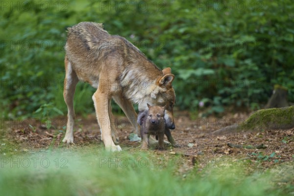 Gray wolf (Canis Lupus), standing together with a puppy in the forest, summer, Germany, Europe