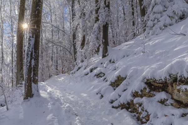 Snow-covered forest path on the Rossberg, Swabian Alb, Baden-Württemberg, Germany, Swabian Alb, Rossberg, Baden-Württemberg, Germany, Europe