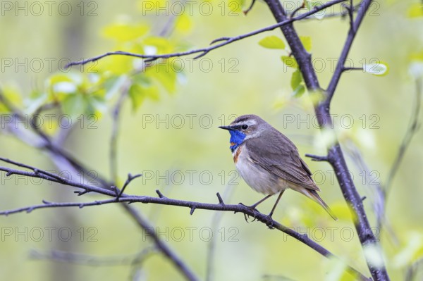 Red-throated Bluethroat or Tundra Bluethroat (Luscinia svecica), adult male sitting on a branch, Varanger, Finnmark, Norway, Europe