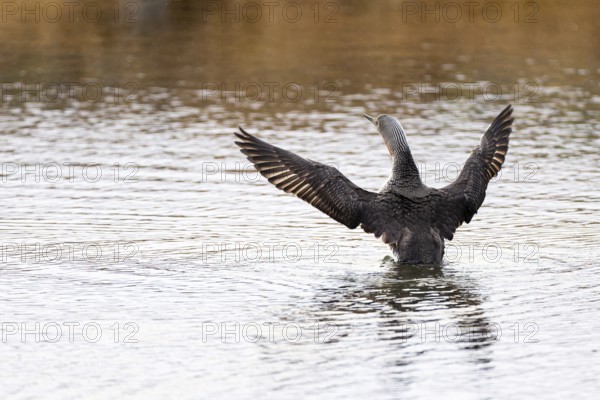 Red-throated diver (Gavia stellata), adult bird with outstretched wings rising from the water, Varanger, Finnmark, Norway, Europe