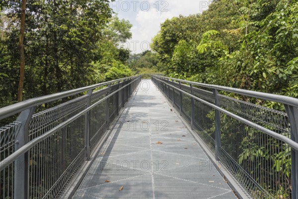 Modern metal bridge over the jungle park. singapore