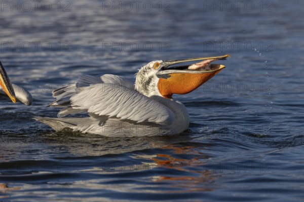 Dalmatian pelican (Pelecanus crispus), eating a fish, magnificent plumage, Lake Kerkini, Greece, Europe
