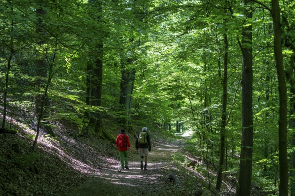 Hiking on the Bergischer Weg, a hiking trail, here in Essen, North Rhine-Westphalia, Germany, Europe