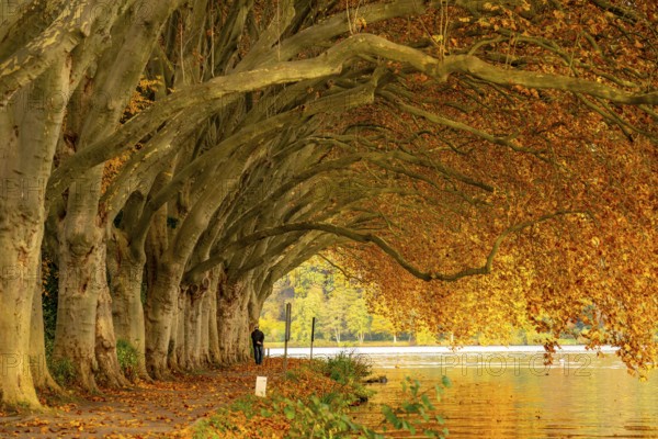 Platanen Allee, lakeside path on Lake Baldeney, near Haus Scheppen, in Essen, autumn, North Rhine-Westphalia, Germany, Europe
