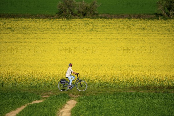 Country road at a blooming rape field, cyclist, landscape near Mülheim an der Ruhr, Germany, Europe