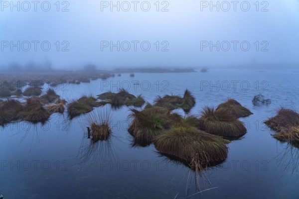The High Fens nature park Park, in the German-Belgian border region near Eupen, winter, fog, wooden plank paths south of the N67, near Ternell, Eupen, BelgiumThe High Fens Nature Park, in the German-Belgian border region near Eupen, winter, fog, south of the N67, near Ternell, Eupen, Belgium, Europe