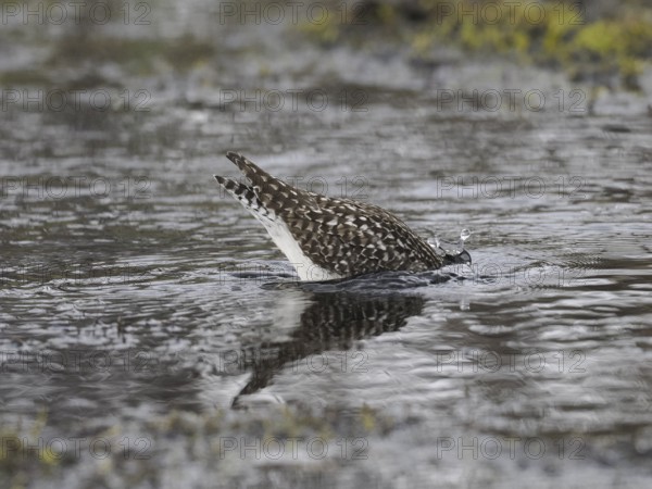 Wood Sandpiper (Tringa glareola), searching for food in a stream, June, Finnmark, Norway, Europe