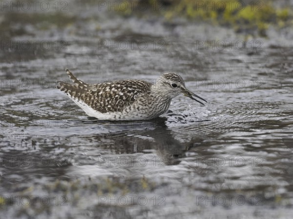 Wood Sandpiper (Tringa glareola), in a stream, with a caught dragonfly larvae in its beak, June, Finnmark, Norway, Europe