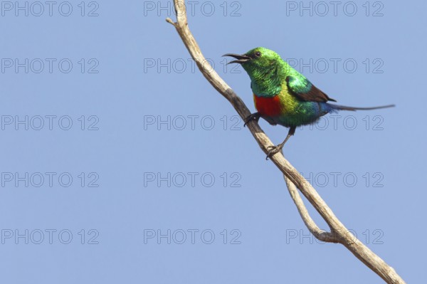 Fairy Sunbird, (Cinnyris pulchellus), family of sunbirds, Farasutu area, Farasutu, South Bank, Gambia, Africa