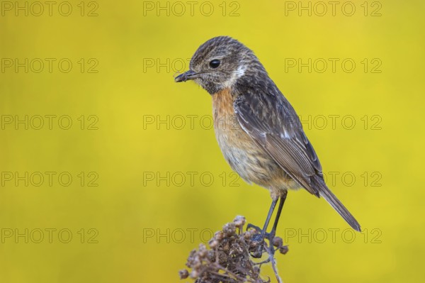 Stonechat, (Saxicola torquata), foraging, female, Wachenheim, Eich, Rhineland-Palatinate, Germany, Europe