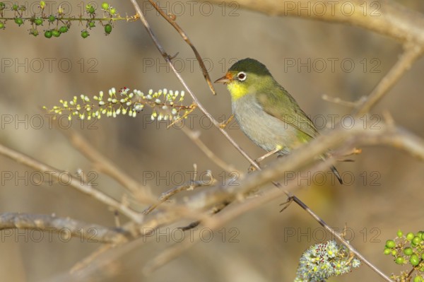 Somali White-eye, (Zosterops abyssinica), (Zosterops abyssinicus), Tawi Atayr, Salalah, Dhofar, Oman, Asia
