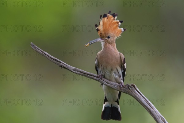 Hoopoe with prey, (Upupa epops), on perch, hoopoe family, formerly raptors, Hides de El Taray / Lesser Kestr, Villafranca de los Caballeros, Castilla La Mancha / Toledo, Spain, Europe