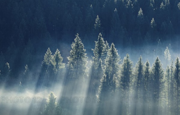Fog and forest in Oberägeri in the canton of Zug, Switzerland, Europe
