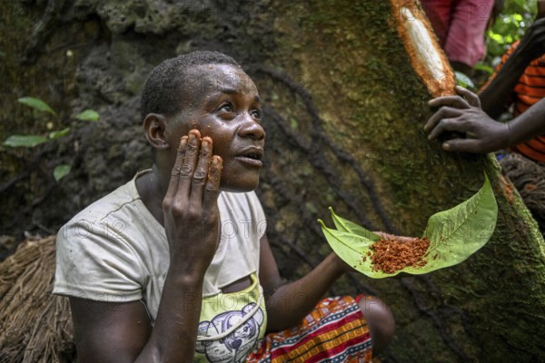 Pygmy woman of the Baka or BaAka people smearing tree bark on her face, cosmetics, Dzanga-Sangha Special Dense Forest Reserve, Sangha-Mbaéré Prefecture, Central African Republic, Africa