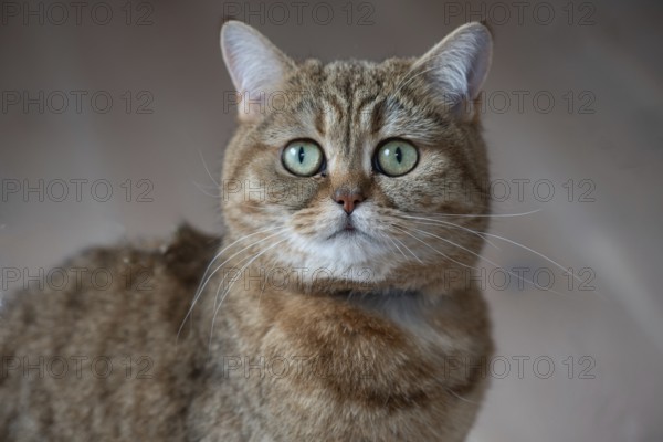 Portrait of a cat, Bavaria, Germany, Europe