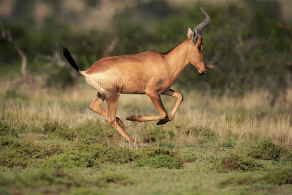 Red hartebeest (Alcelaphus buselaphus caama), Kaama, adult, running, jumping, Mountain Zebra National Park, Eastern Cape, South Africa, Africa