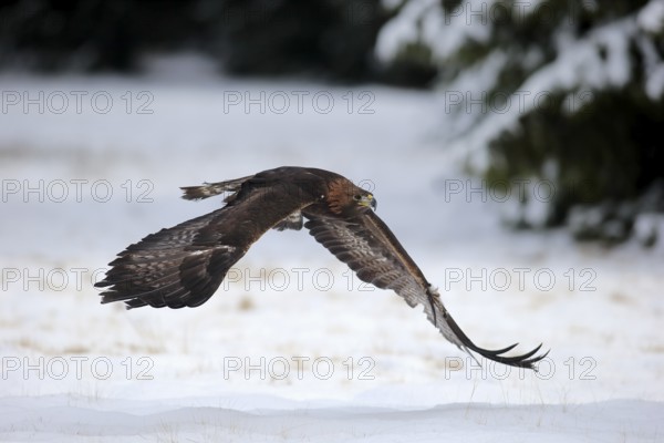 Golden eagle (Aquila chrysaetos), adult flying, in the snow, in winter, Zdarske Vrchy, Bohemian-Moravian Highlands, Czech Republic, Europe