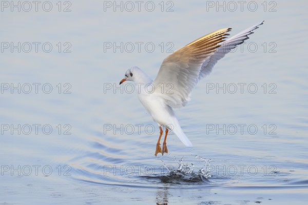 Black-headed Black-headed Gull (Larus ridibundus) in winter plumage, taking off over water, morning light, wildlife, water bird, Baltic Sea coast, Fehmarn Island, East Holstein, Schleswig-Holstein, Germany, Europe