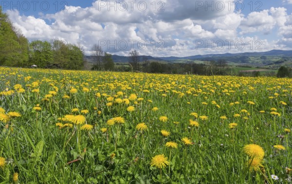 View from the Maulkuppe, mountain in the Hessian Rhön nature park Park, Hesse, Germany, Europe