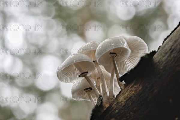 Ringed beech slime beetle (Oudemansiella mucida), Emsland, Lower Saxony, Germany, Europe