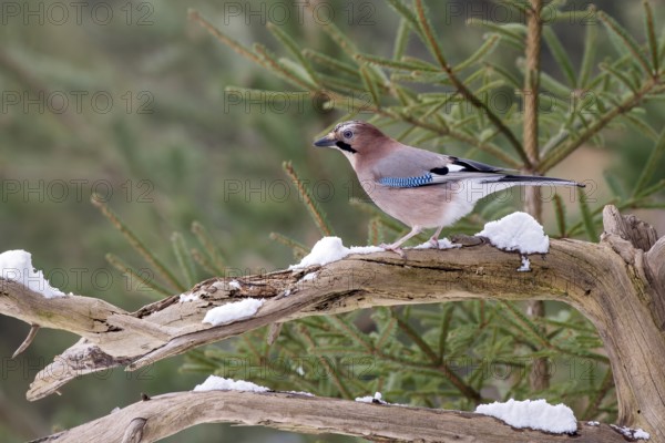 Eurasian jay (Garrulus glandarius), sitting on a branch, Terfens, Tyrol, Austria, Europe