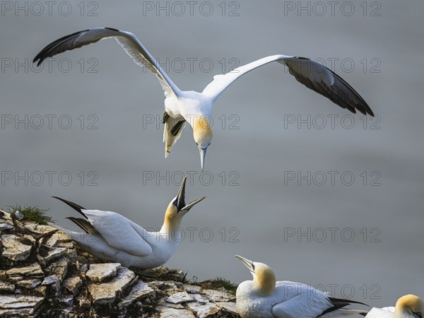 Northern Gannet, Morus bassanus, bird in flight over sea, Bempton Cliffs, North Yorkshire, England, United Kingdom, Europe
