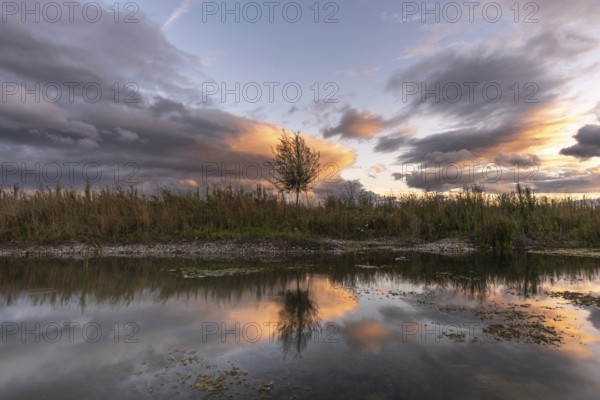 A body of water with a tree in the foreground. The water is calm and the sky is cloudy. Bas-Rhin, Alsace, Grand Est, France, Europe