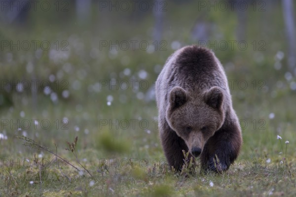 European brown bear, Karelia, Finland, Europe