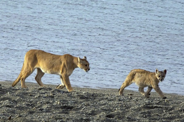 Cougar (Felis concolor patagonica) 8-month-old cubs and females Torres del Paine NP, Chile, South America
