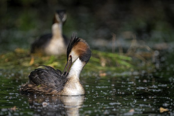 Great Crested Grebe (Podiceps cristatus), pair at the nest, with chicks, Krickenbecker Seen, North Rhine-Westphalia, Germany, Europe