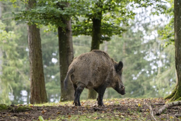 Wild boar (Sus scrofa), boar, Vulkaneifel, Rhineland-Palatinate, Germany, Europe