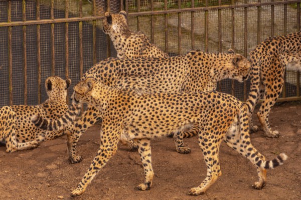 A group of cheetahs are walking in a zoo enclosure. The cheetahs are all different sizes and are walking in a line