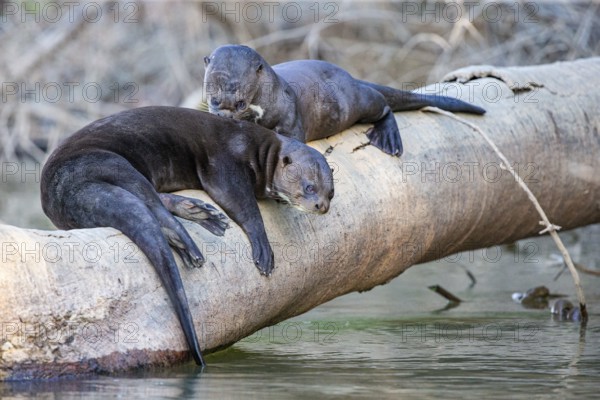 Giant otter (Pteronura brasiliensis) Pantanal Brazil