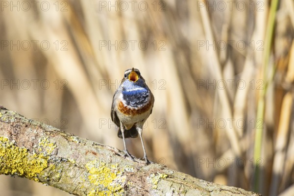 Bluethroat (Luscinia svecica cyanecula) Male Germany