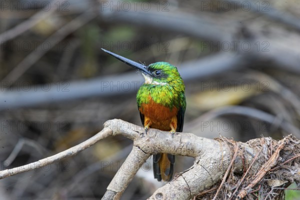 Rufous-tailed jacamar (Galbula ruficauda) Pantanal Brazil