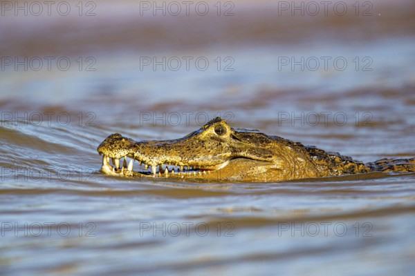 Spectacled caiman (Caiman crocodilius) Panatanal Brazil