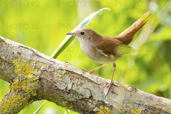 Nightingale (Luscinia megarhynchos) Germany