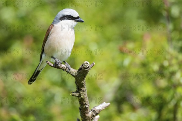 Red-backed shrike (Lanius collurio) ml Germany