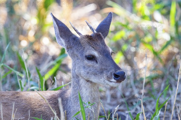 Grossmazama (Mazama americana) Pantanal Brazil
