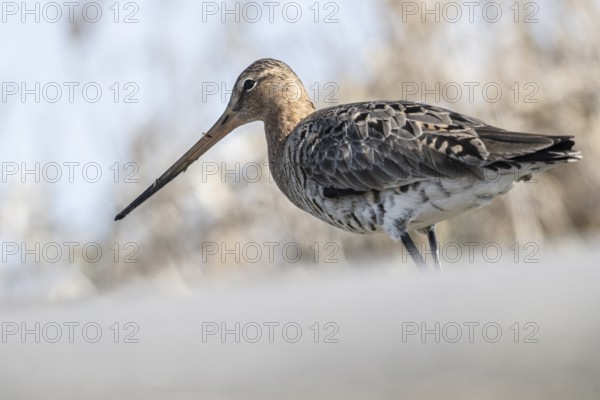 Black-tailed godwit (Limosa limosa), Lower Saxony, Germany, Europe