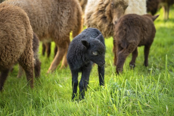 Black lamb in a meadow, behind it other sheep. Ouessant sheep (Breton dwarf sheep), Germany, Europe