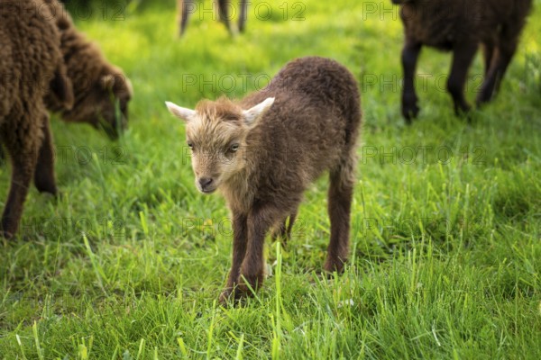 Little lamb running in a meadow, brown, Ouessant sheep (Breton dwarf sheep), Germany, Europe
