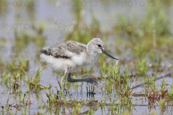 Avocet (Recurvirostra avosetta) juvenile walking in the shore zone at the lake, wildlife, wading bird, animals, waterfowl, Lake Neusiedl National Park, Burgenland, Austria, Europe