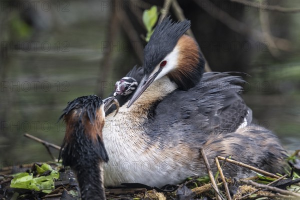 Great Crested Grebe (Podiceps Scalloped ribbonfish) with juveniles), Emsland, Lower Saxony, Germany, Europe