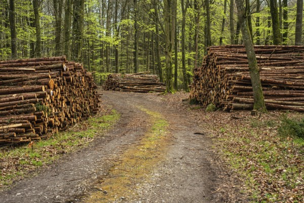 Piles of logs at road in beech forest in Ystad municipality, Skåne county, Sweden, Scandinavia, Europe