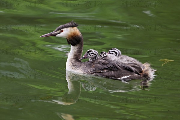 Great Crested Grebe (Podiceps Scalloped ribbonfish), with three chicks in plumage swimming in the water, Lake Zug, Canton Zug, Switzerland, Europe