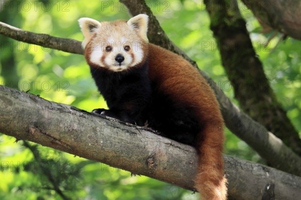 Western Red panda (Ailurus fulgens), adult, on tree, Himalayas, Central Asia